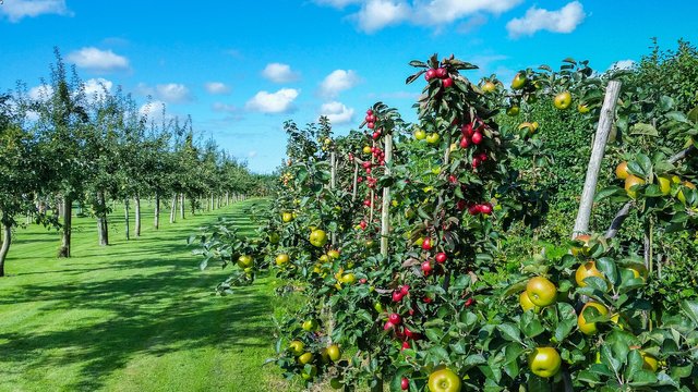 apple-970352_1920.jpg
