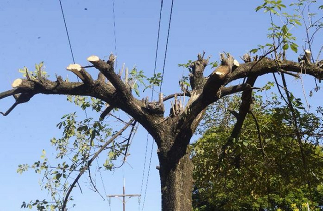 poda de arboles en la via publica.png