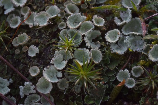 lichen cups waterdrops macro 2.jpg