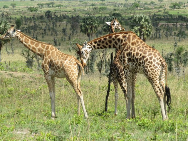 Rothschild_giraffe_in_Murchison_Falls_National_Park-1500x1125 (1).jpg