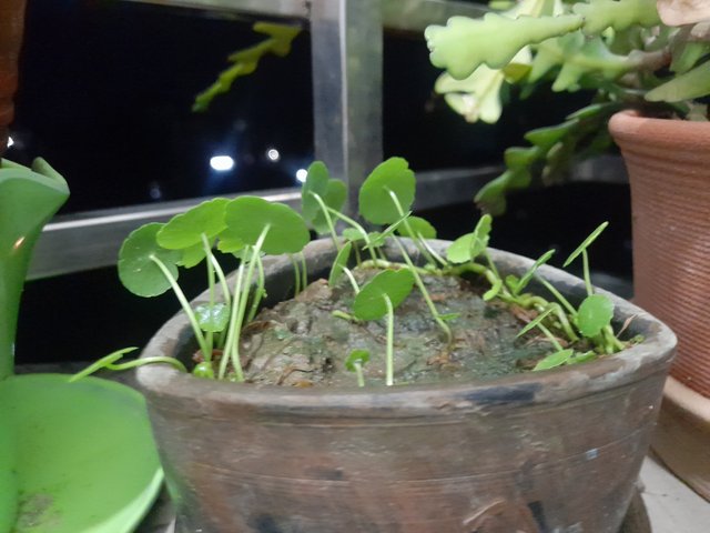 1000121286.jpg