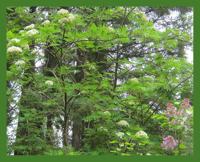 mountain ash beginning to bloom.JPG