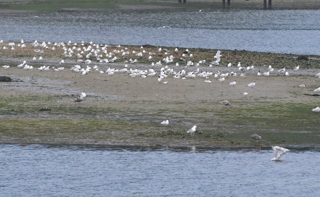 Gulls.JPG