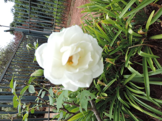 DSCN2963.JPG