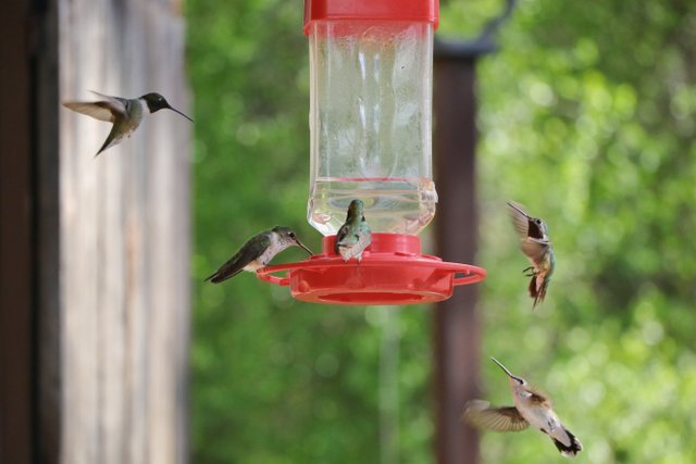 2E5A1747 Hummingbirds at feeder 3.jpg