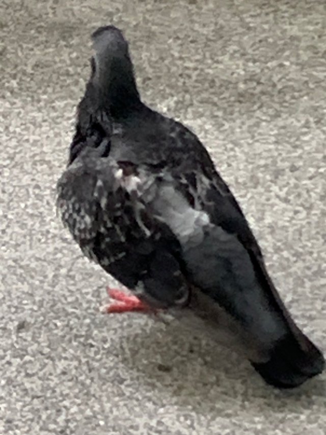 bird4.jpg