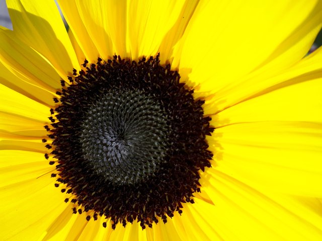 sunflower.jpg