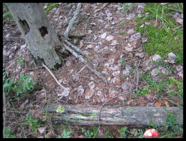 old stump with 4 doorways in it old log and nibbled red mushroom.JPG