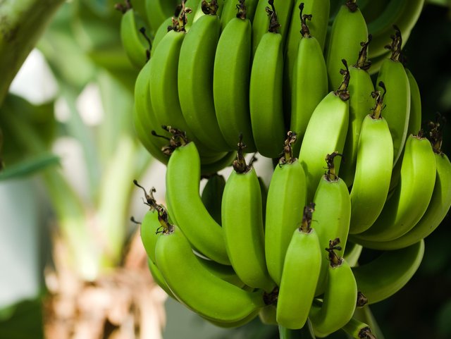 bananas-3528314_1920.jpg