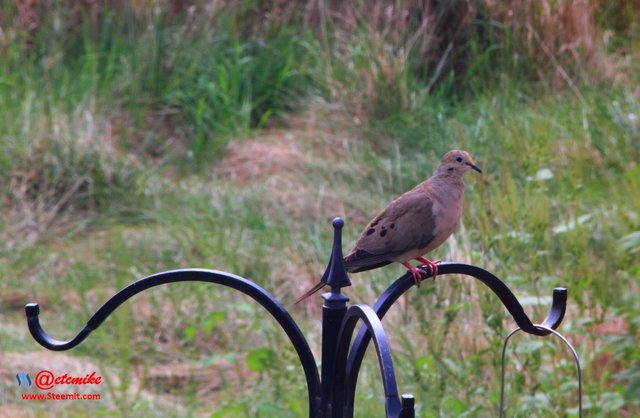 animal-photography dove mourning-dove birdwatching IMG_0072.JPG