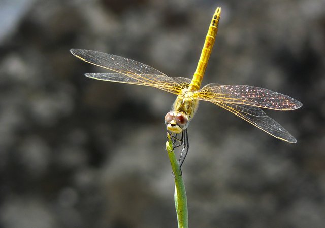 dragonfly stick 5.jpg