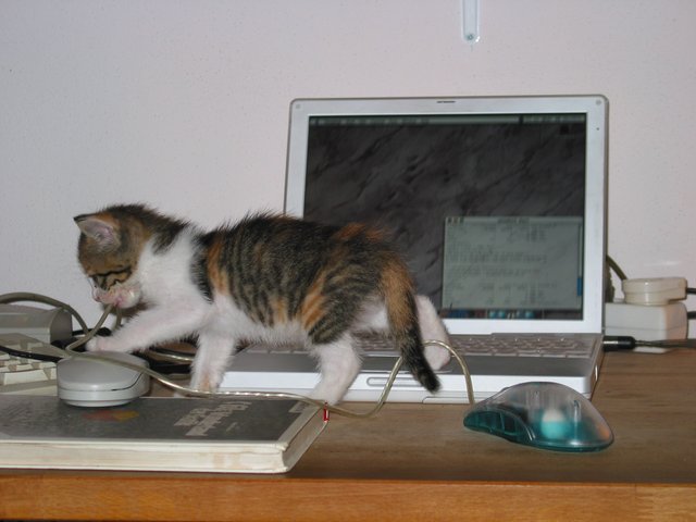 Cat-and-computer.JPG