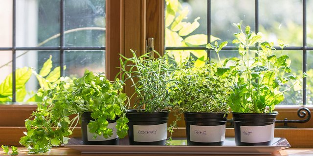 PP-Start-Your-Own-Kitchen-Herb-Garden-Indoors-herb-windowsill.jpg