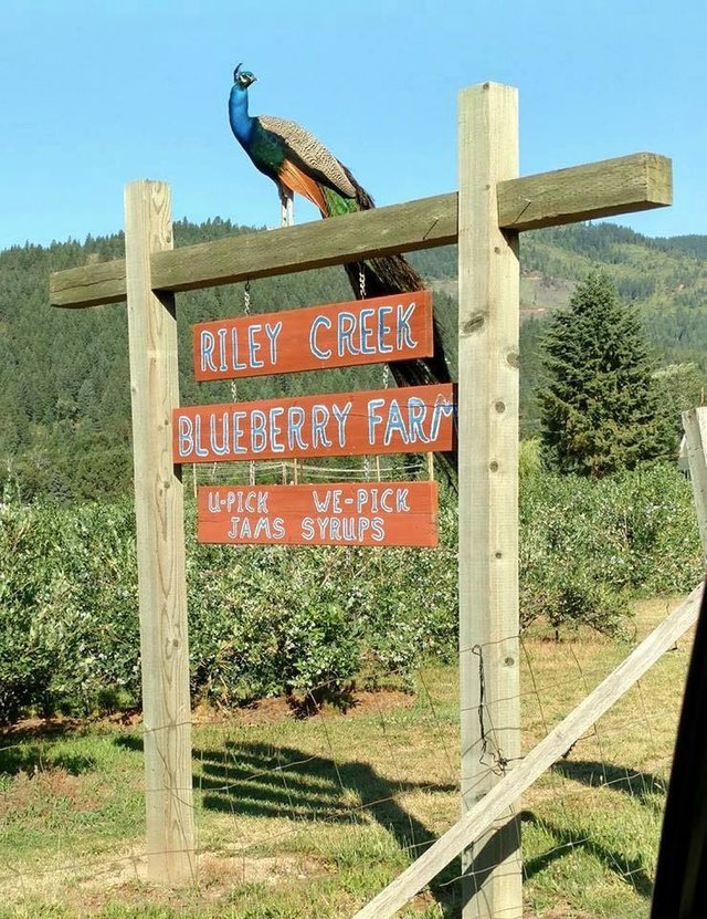 Riley Creek Bluebery Farm.jpg