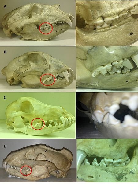 451px-ABCD_Carnassial_teeth.jpg