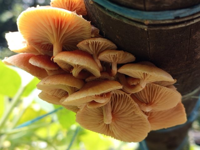 mashrooms (1).jpg