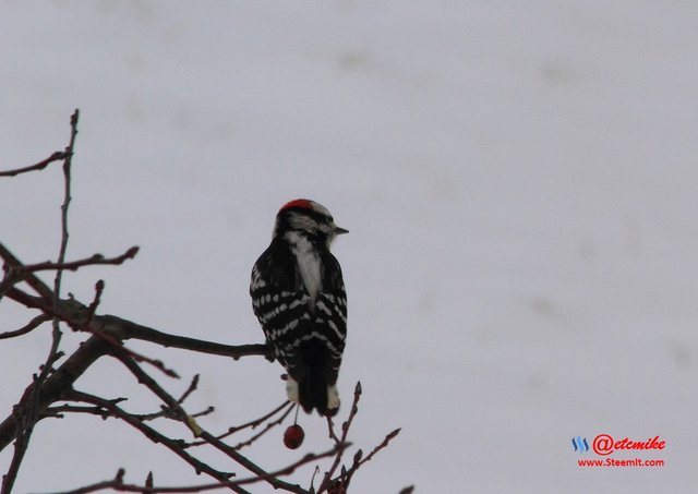 Downy Woodpecker _0175.JPG