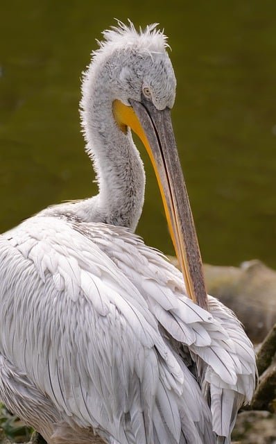 pelican-8023249_640.jpg