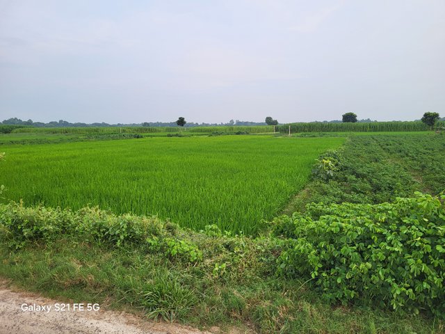 20250719_182204.jpg