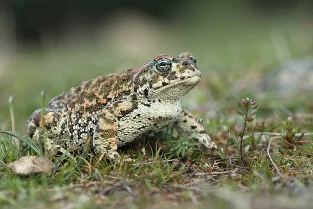 natterjack-toad-june082020-min.jpg