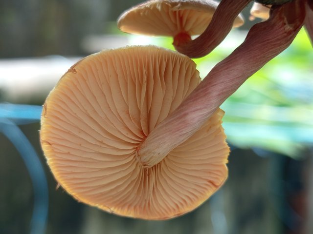 mashroom (4).jpg