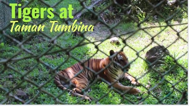 tigers at taman tumbina.JPG