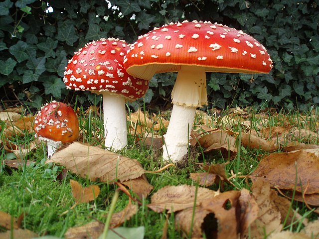 640px-Amanita_muscaria_3_vliegenzwammen_op_rij.jpg