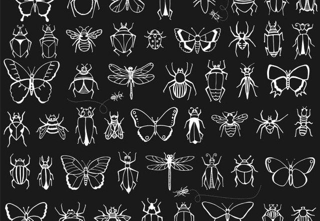insects-drawing.jpg.653x0_q80_crop-smart.jpg