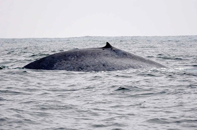 whale caleta chanaral5.JPG