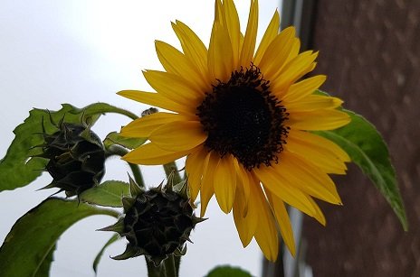 SEPT SUNFLOWER. 2.jpg