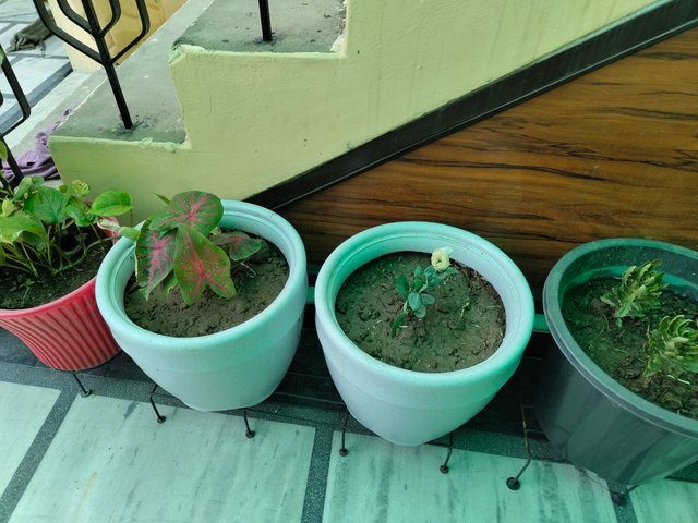IMG_20250625_084640606.jpg