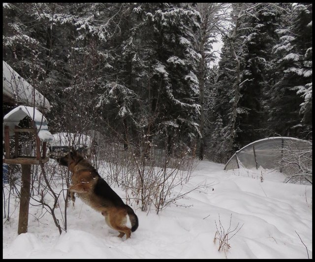 Bruno leaping up at birdfeeder.JPG