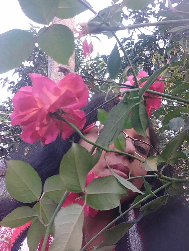 my rose garden 2.jpg