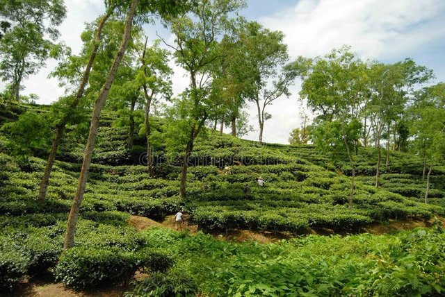 bangladesh-tea-cultivate-sylhet-tea-garden-sylhet-bangladesh-tea-garden-sylhet-bangladesh-103679624.jpg