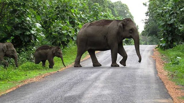 Elephant_crossing_road(1)_20180716190934.jpg