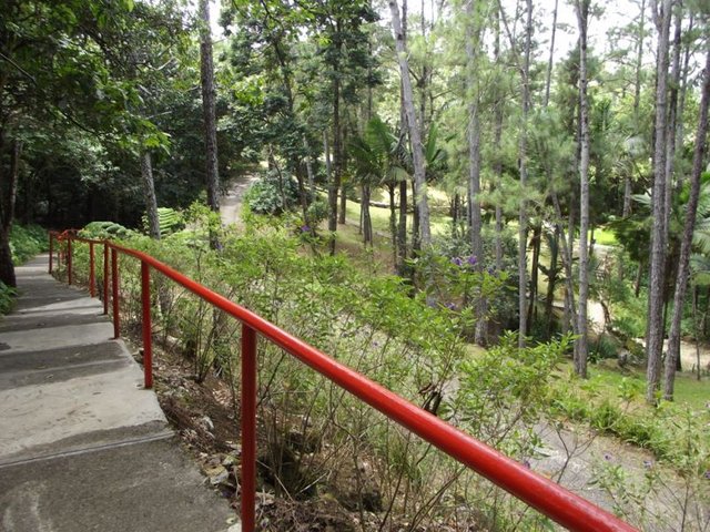 Pico Isabel de Torres - Pfad durch den Nationalpark.JPG