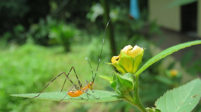 ORANGE BUG ON FLAT LEAF.jpg