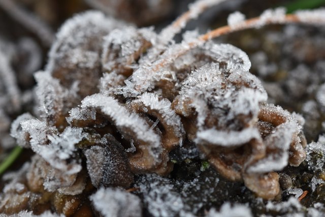 mushroom frozen turkey tail 2.jpg