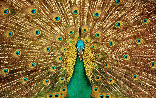 peacock-3098451_1280.jpg