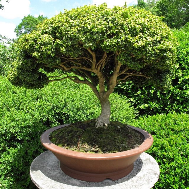 19. como_hacer_un_bonsai_a_partir_de_una_semilla_2022_orig.jpg