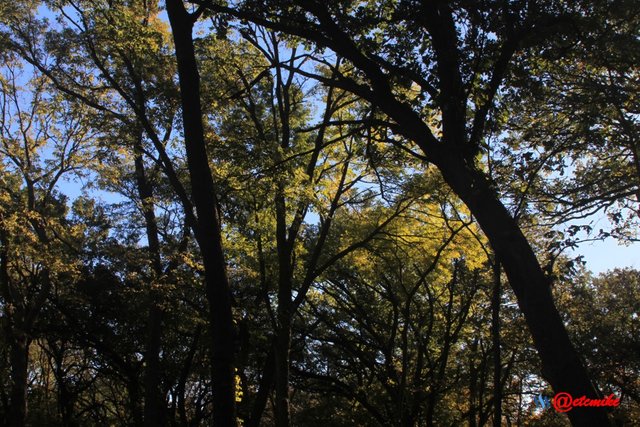 fall colors trees fontenelle forest landscape Fall0057.JPG