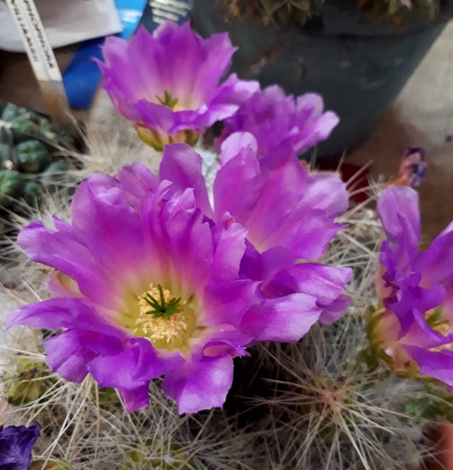 cactus flowers.jpg