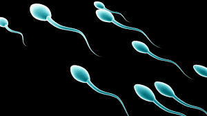 Sperm Image 1 for @ikemsamuel.png