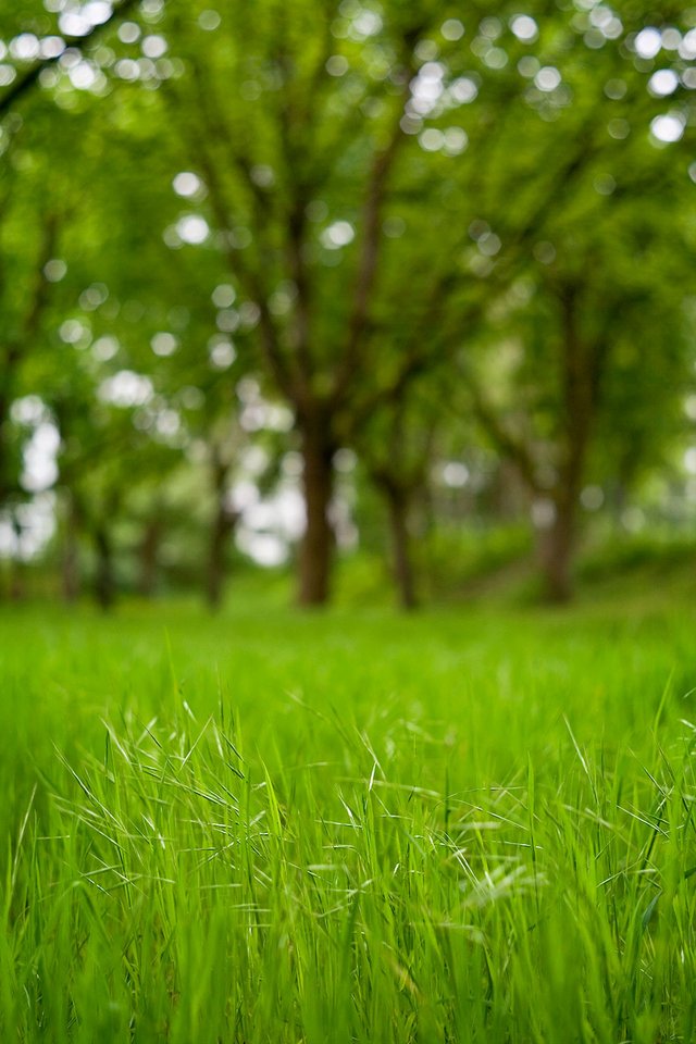 springtime green bokeh meadows trees portrait by fraenk