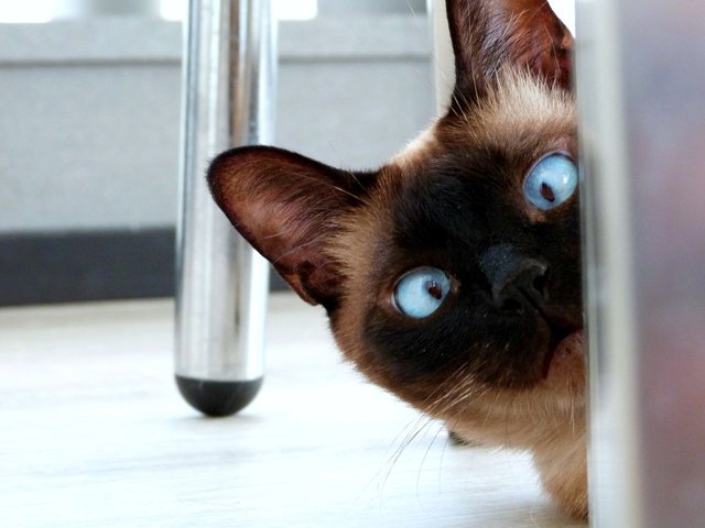 eyes-3924800_1280.jpg