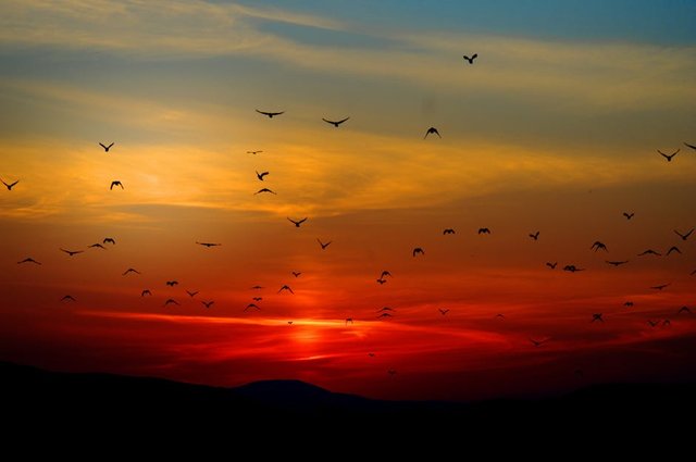 sunset-birds-flying-sky-70577.jpeg