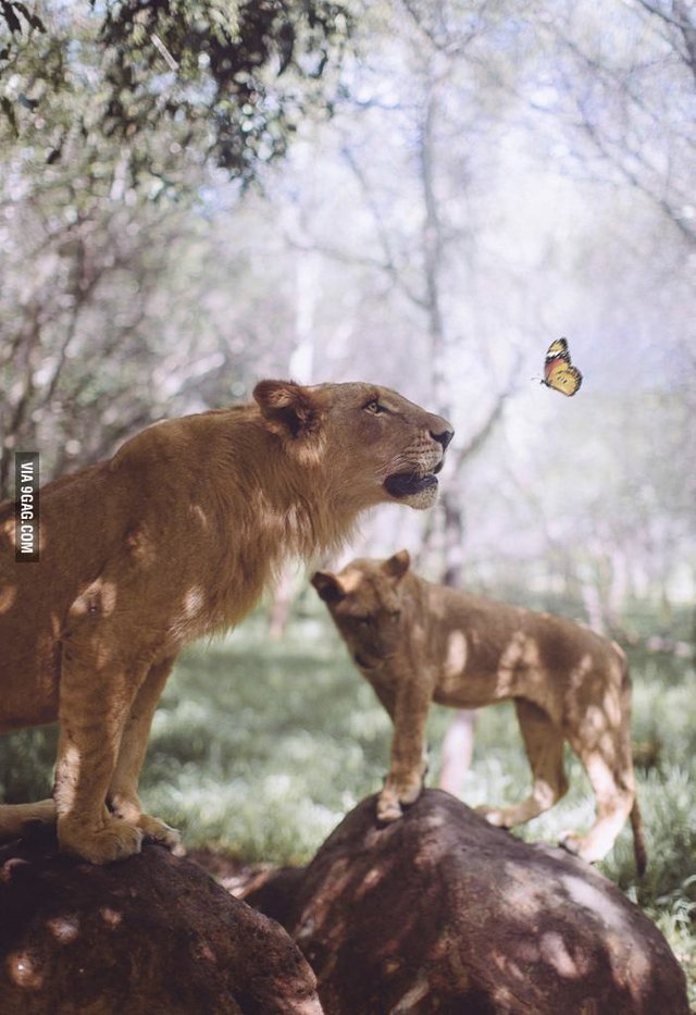 Lion--Butterfly.jpg