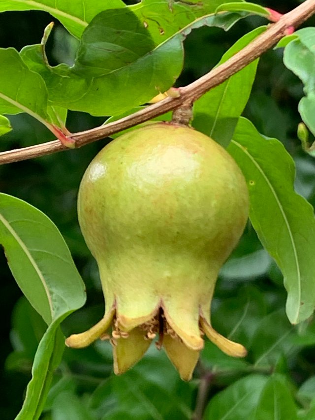 fruit15.jpg