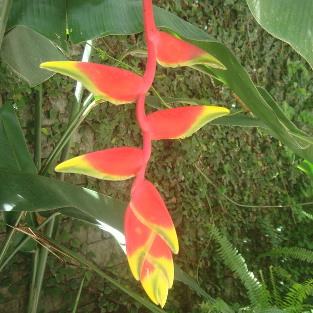 Heliconia.JPG