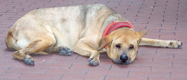 hong-kong-street-dog.JPG